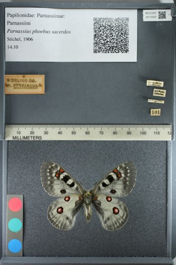 Media type: image;   Entomology 174337